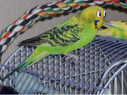 Budgeegee