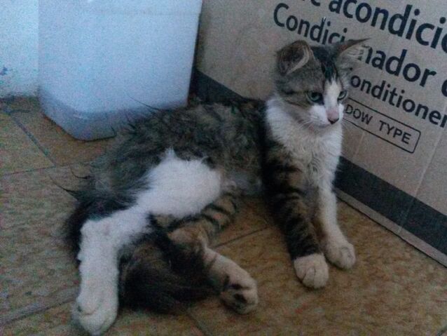 File:Gatito.jpg