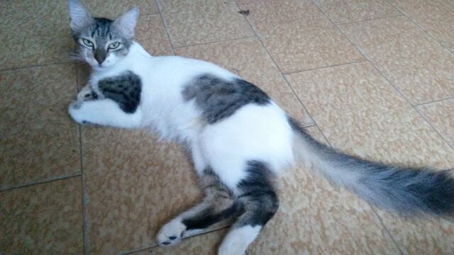 File:Gata.jpg