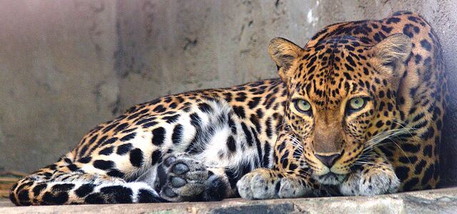File:Indochinese leopard.jpg