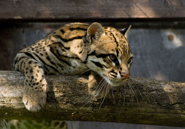 File:Ocelot Santago Leopard Project 2.jpg