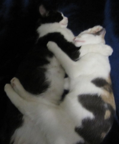 File:Neko.png