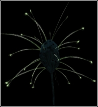 Lumindra