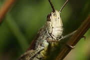 800px-Grasshopper (2753400877)