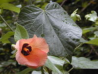 Hibiscus tiliaceus.jpg
