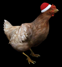 Chicken Funny