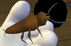 The bug