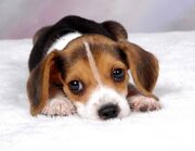 Pup3