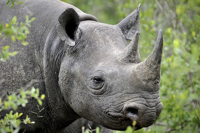 File:Rhino.jpg