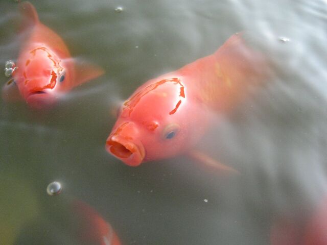 File:Goldfish.jpg
