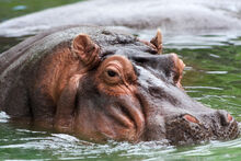 Hippo memphis