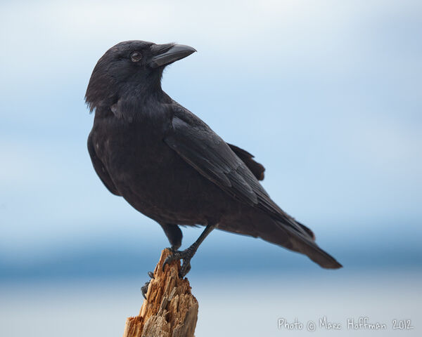 File:Crow.jpg