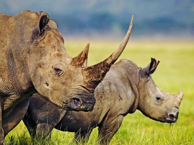 File:Rhino.jpg