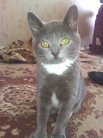 Файл:63272324.jpg