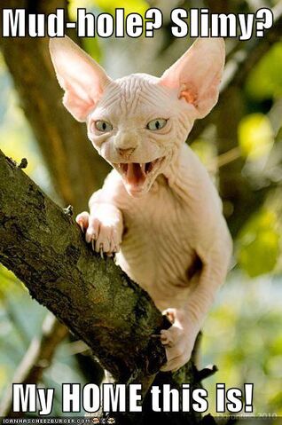 File:Yoda Cat - Mudhole.jpg