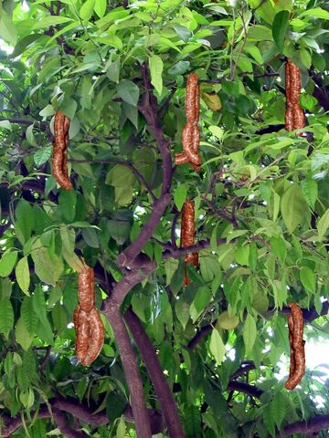 File:Sausage tree.jpg