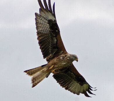 Red Kite (Milvus milvus)