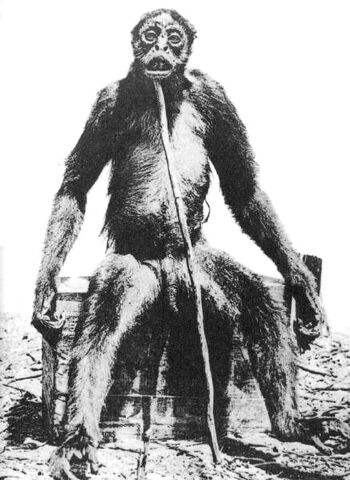 Datei:De-Loys-Affe.jpg