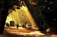 Aarey Road.jpg