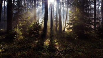 Woods