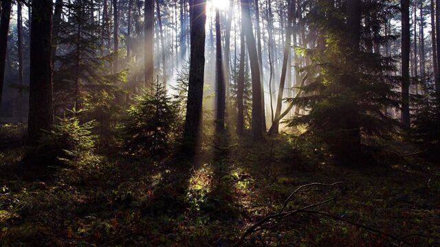 File:Woods.jpg