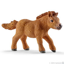 Mini Shetty Foal