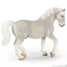 Lipizzaner Stallion