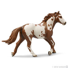 Pinto Stallion