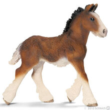 Shire Foal