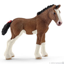 Clydesdale Foal 2016