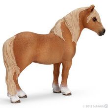 Dartmoor Stallion