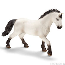 Camargue Stallion