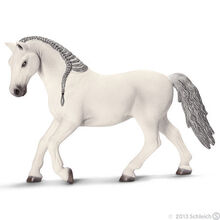 Lipizzaner Mare 2013