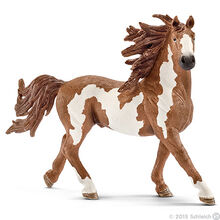 Pinto Stallion-0