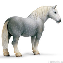 Percheron Stallion