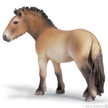 Przewalski's Horse