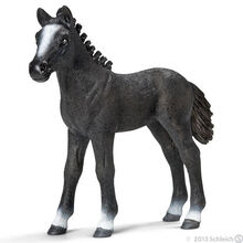 Lipizzaner Foal 2013