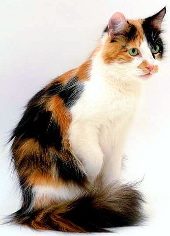 File:DiamondFur.jpg