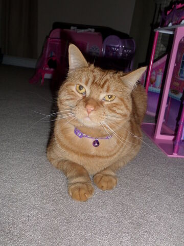 File:GINGER THE KILLER CAT.jpg