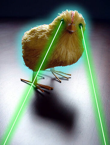 File:H chick .jpg
