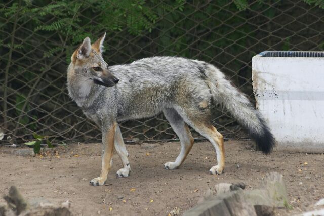 Файл:Zoo América-2874f-Urocyon cinereoargenteus.jpg