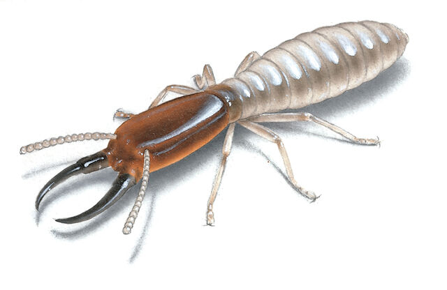 File:7. Termite (Builders).jpg