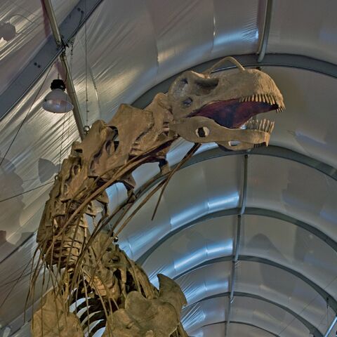 File:Argentinosaurus Skeleton Cropped.jpg