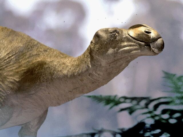 File:Muttaburasaurus.jpg