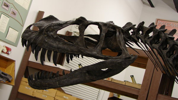 File:Ceratosaurus.jpg