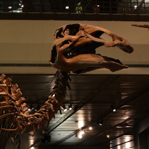 File:Edmontosaurus Skeleton Cropped.jpg