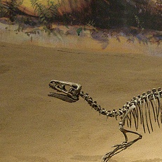 File:Ornitholestes Cropped.jpg