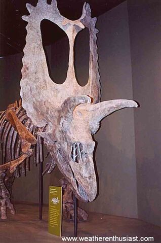 File:Torosaurus skeleton.jpg