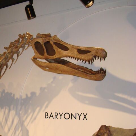 File:Skeleton Cropped.jpg