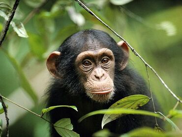 Young-chimp 763 600x450